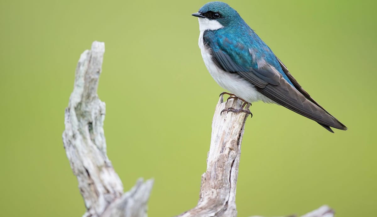 Blue-and-white swallow perched on a weathered branch against a soft green background
