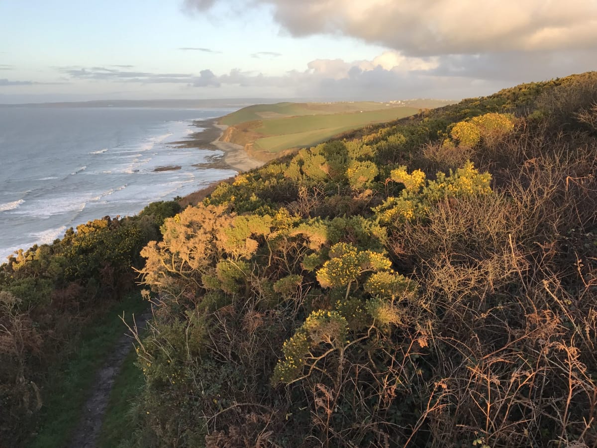 Coast path through gorse at golden hour above surf and a long sandy beach
