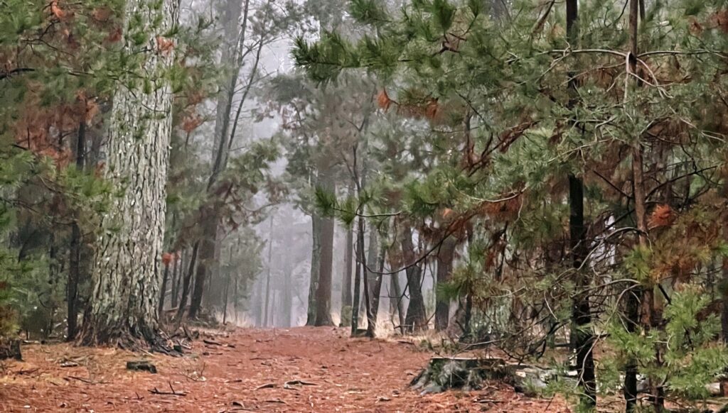 Misty pine forest with a path carpeted in needles