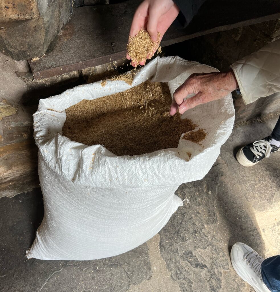 Hand dropping bere grain into an open white sack